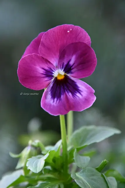 Garten im Jahreslauf (Foto: Katja Woidtke)

Formen, Farben und Frost im Dezember - Hornveilchen (Viola cornuta)

 | Foto: Katja Woidtke