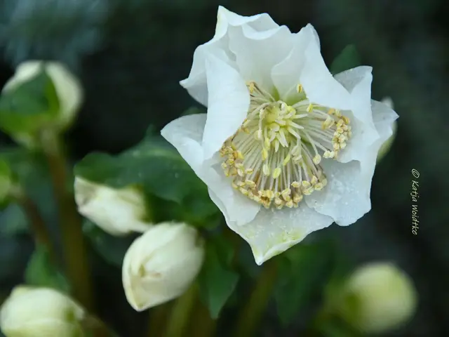 Garten im Jahreslauf (Foto: Katja Woidtke)

Formen, Farben und Frost im Dezember - Schneerose (Helleborus niger) | Foto: Katja Woidtke