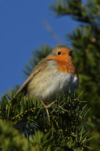 Foto: Copyright Andreas Schäfer