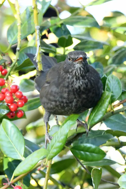 Foto: Copyright Andreas Schäfer