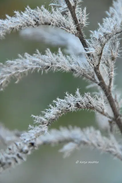 Garten im Jahreslauf (Foto: Katja Woidtke)

Formen, Farben und Frost im Dezember - Gewöhnlicher Natternkopf (Echium vulgare) | Foto: Katja Woidtke