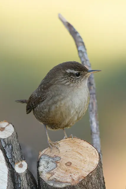 Foto: Copyright Andreas Schäfer