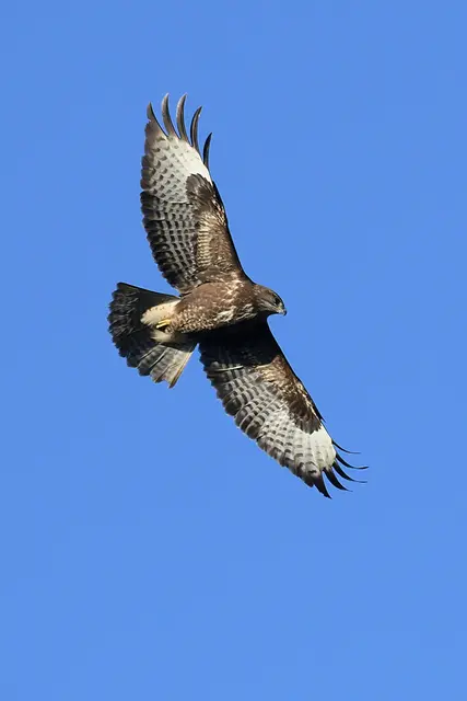 Foto: Copyright Andreas Schäfer