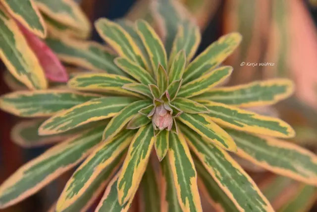 Garten im Jahreslauf (Foto: Katja Woidtke)

Formen, Farben und Frost im Dezember - Wolfsmilch in der Wintersonne | Foto: Katja Woidtke