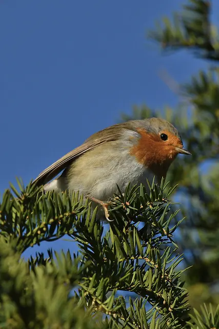 Foto: Copyright Andreas Schäfer