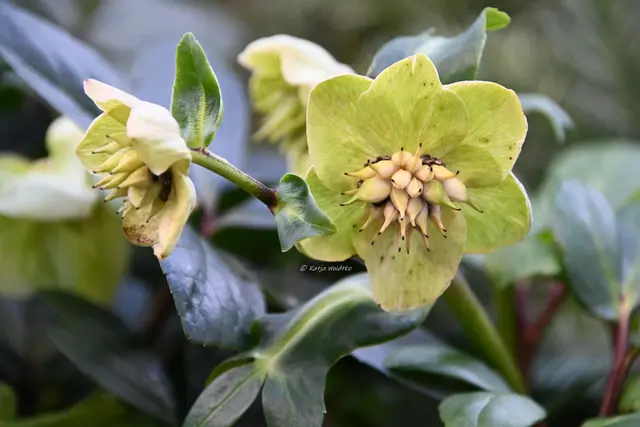 Garten im Jahreslauf (Foto: Katja Woidtke)

Formen, Farben und Frost im Dezember - Schneerose | Foto: Katja Woidtke
