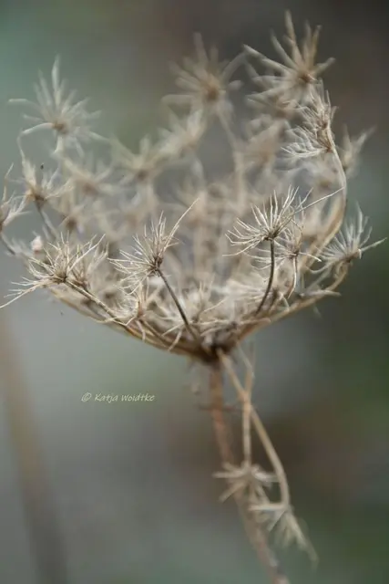 Garten im Jahreslauf (Foto: Katja Woidtke)

Formen, Farben und Frost im Dezember - Wilde Möhre (Daucus carota) | Foto: Katja Woidtke 