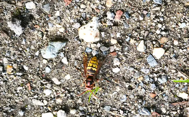 Hornisse mitten auf dem Weg | Foto: Shima Mahi
