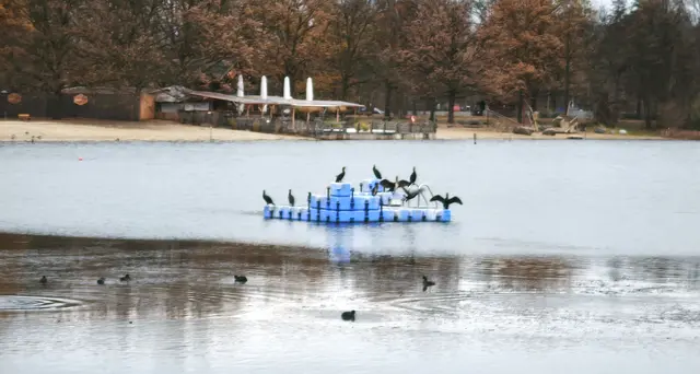 Kormorane im Langenhagener Silbersee | Foto: Shima Mahi