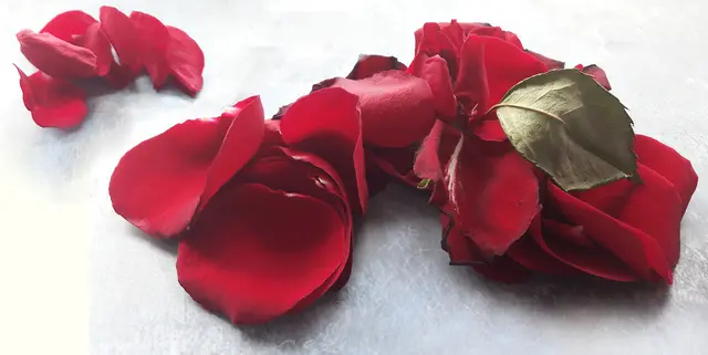 Ihren größten Song "Für mich solls rote Rosen regnen" hat Hildegard Knef im Jahre 1968 selbst geschrieben. Im selben Jahr hat sie ihre Tochter geboren. 