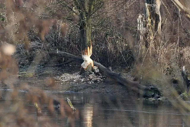 Foto: Copyright Andreas Schäfer