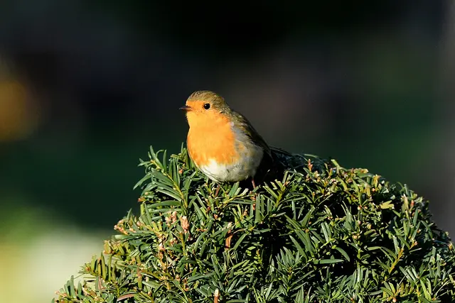 Foto: Copyright Andreas Schäfer