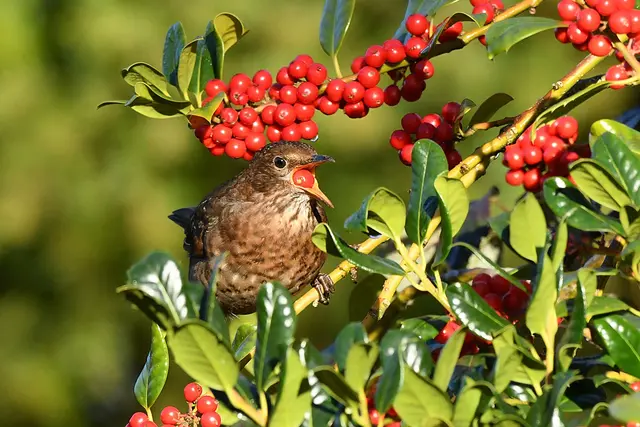 Foto: Copyright Andreas Schäfer