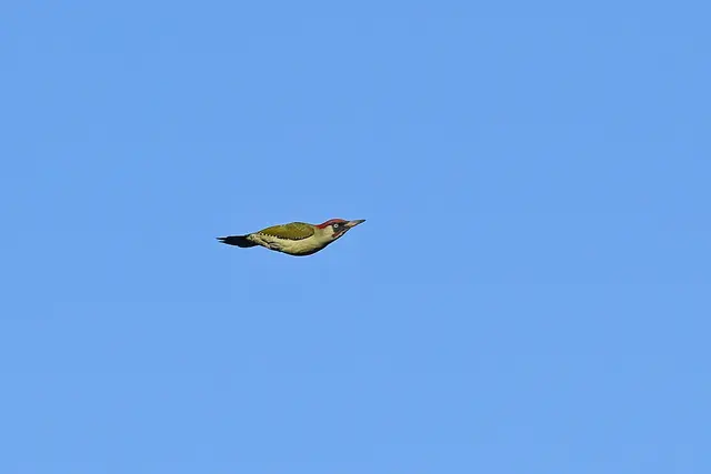 Foto: Copyright Andreas Schäfer