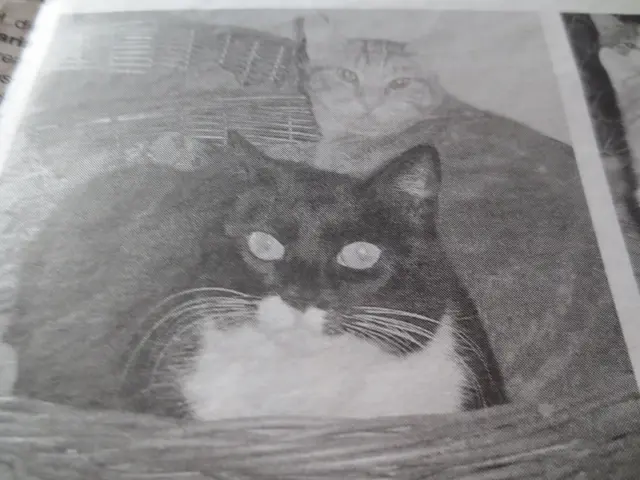 Die kleine Katzenlady ist sehr lieb,  

aufgenommen von Raul Merida Animales  de Alicante