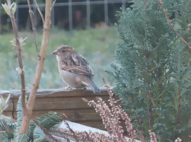 Ausschnitt aus dem Original-Foto. | Foto: M. A.