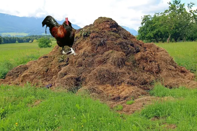 Hintergrund: Pixabay, Antranias