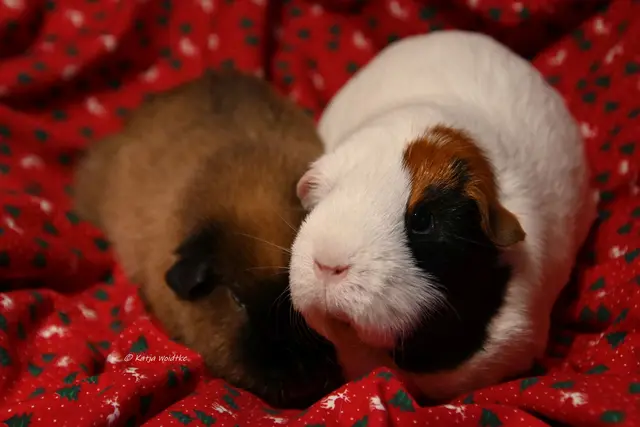 myheimat 2025 - ein Blick zurück (Foto: Katja Woidtke) | Foto: Katja Woidtke