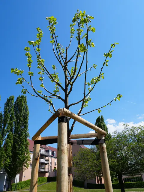 Drei Beispiele aus dem Bürgerhaushalt 2025 im Bild: Bank in Batzenhofen, Silberlinde im Stadtpark und Defibrillator in der Adalbert-Stifter-Siedlung.
 | Foto: Stadt Gersthofen (Kai Schwarz)