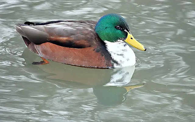 Auffallend bei dem "Bastard" sind die weiße Brust und der orangebraune Körper