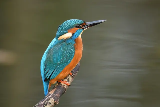 Foto: Copyright Andreas Schäfer