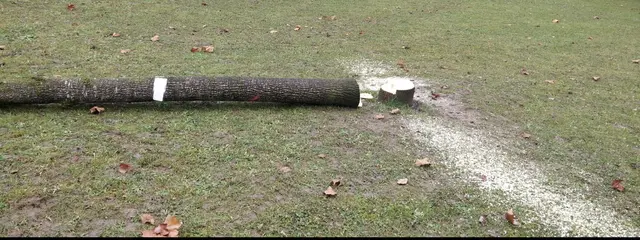 Tulpenbaum gibts nicht mehr | Foto: Foto privat