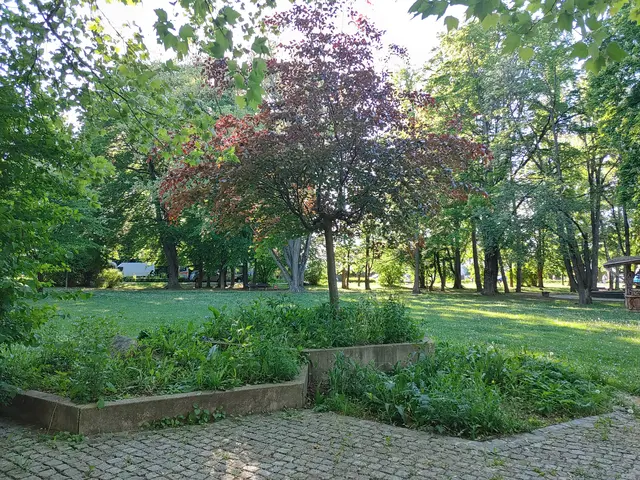 Foto der Orientbuche, die gefällt wurde | Foto: Foto privat