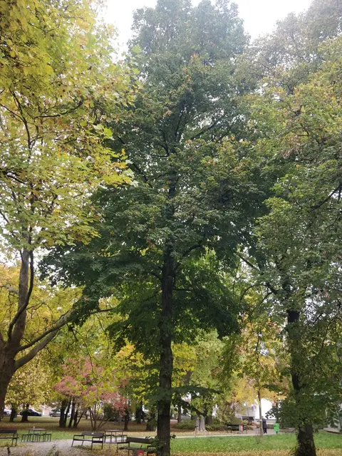 Sommerfoto der Linden, die gefällt wurden | Foto: Foto privat