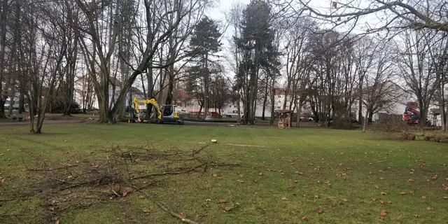 Hier stand der schöne Tulpenbaum | Foto: Foto privat