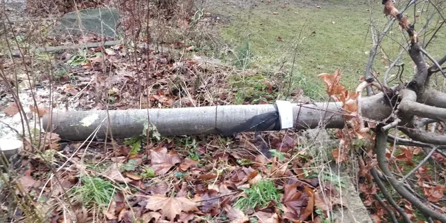 Orientbuche gibts nicht mehr | Foto: Foto privat