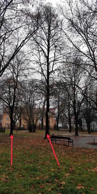 Winterfoto der Linden, die  gefällt wurden | Foto: Foto privat