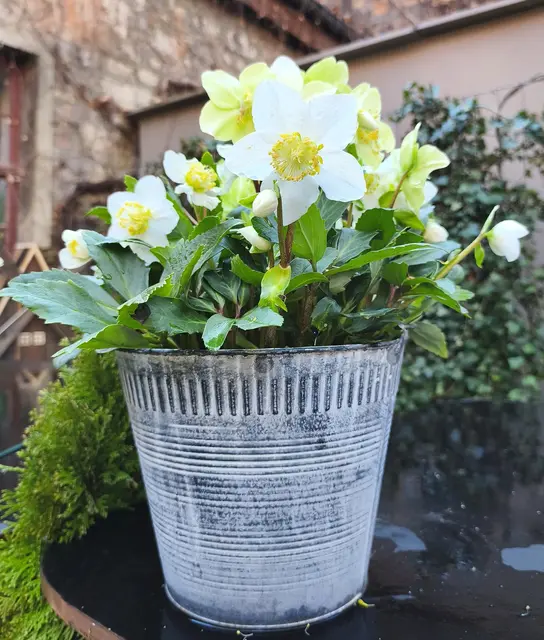 Anemone Japonica