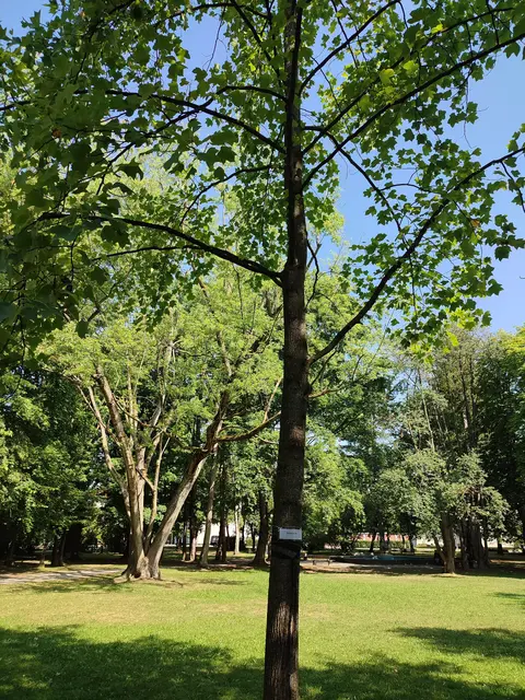 Sommerfoto vom Tulpenbaum, der gefällt wurde | Foto: Foto privat