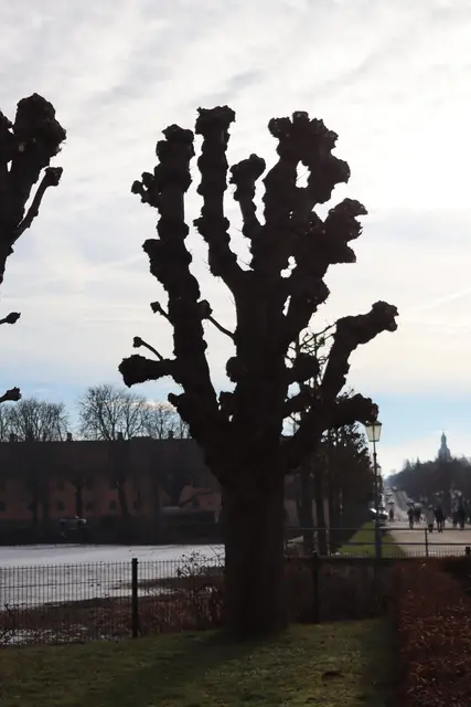 Allee Richtung Gestüt Moritzburg