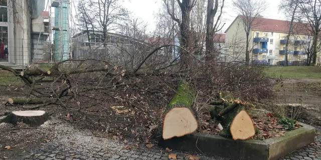 Linden gibts nicht mehr | Foto: Foto privat