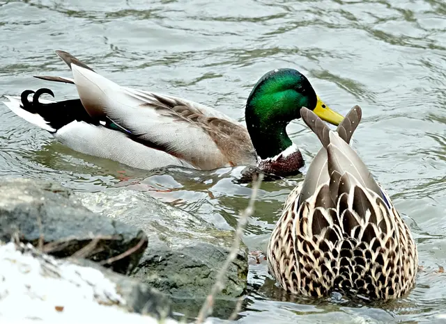 Und ewig lockt das Weib
