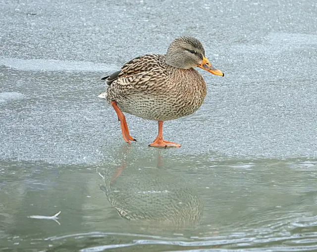 Auf ganz dünnem Eis!