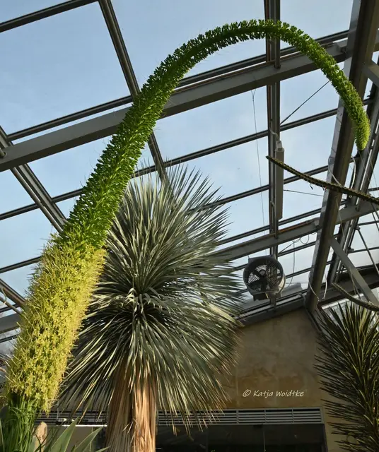 Berggarten im Jahreslauf (Foto: Katja Woidtke)

Von Weihnachtssternen und der Schwanenhals-Agave im Kakteenhaus | Foto: Katja Woidtke