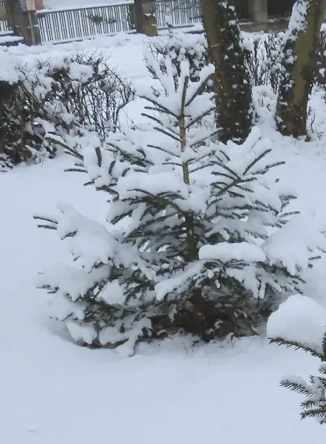 Unsere kleine Tanne im Vorgarten von der anderen Seite am 02.01.2026 fotografiert (Ausschnitt aus dem Oriinal-Foto).. | Foto: M. A.