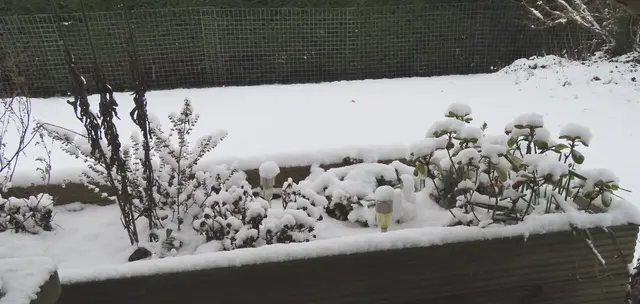 Noch ein Teil von unserem Hochbeet am 02.01.2026 (Ausschnitt aus dem Original-Foto). | Foto: M. A.