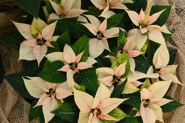 Berggarten im Jahreslauf (Foto: Katja Woidtke)

Von Weihnachtssternen und der Schwanenhals-Agave im Kakteenhaus | Foto: Katja Woidtke