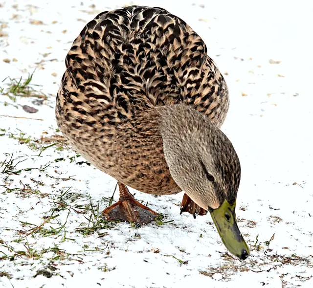 Futtersuche im Schnee