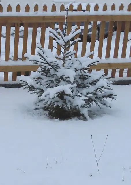 Unsere kleine Tanne im Vorgarten am 02.01.2026 (Ausschnitt aus dem Oriinal-Foto).. | Foto: M. A.