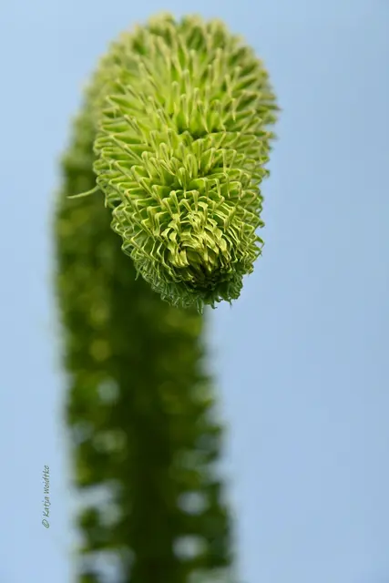 Berggarten im Jahreslauf (Foto: Katja Woidtke)

Von Weihnachtssternen und der Schwanenhals-Agave im Kakteenhaus | Foto: Katja Woidtke