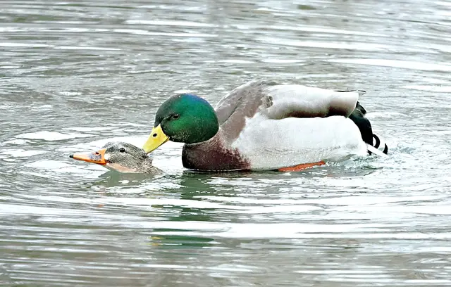 Und ist das Wasser noch so kalt ...