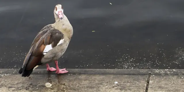 Die Nilgans (Alopochen aegyptiaca) gehört zu den sogen. Halbgänsen, die in einigen Eigenschaften den Enten gleichen, in anderen den Gänsen.