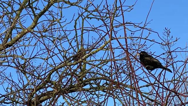 In der Feldhecke hält die Amsel Ausschau nach Fressbarem. Foto: Helmut Kuzina