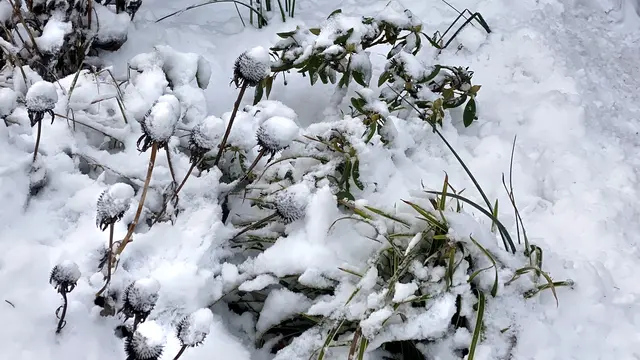 Die trockenen Pflanzenstiele tragen hübsche Schneekappen. Foto: Helmut Kuzina