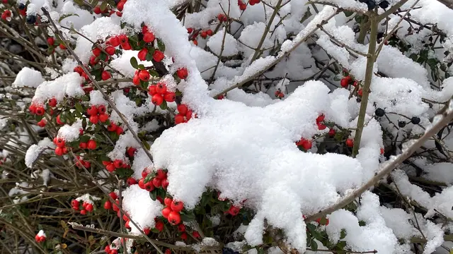 Das kräftige Rot der Früchte der Zwergmispeln (Cotoneaster) fällt im Schnee besonders auf. Foto: Helmut Kuzina