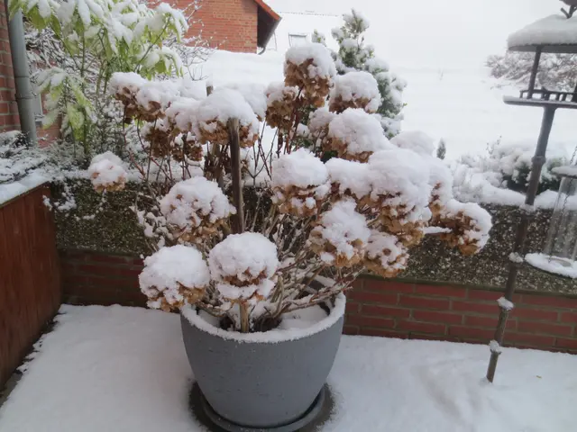 Eine schöne Hortensie.